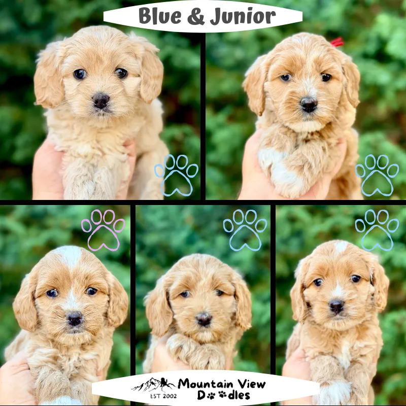 Labradoodle Puppies