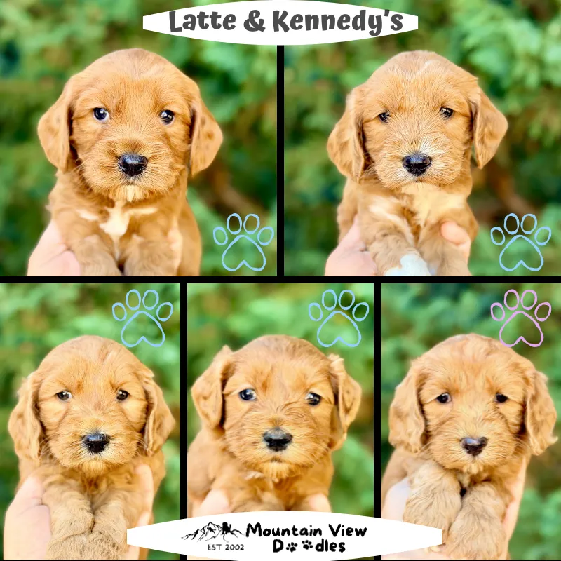 Labradoodle Puppies