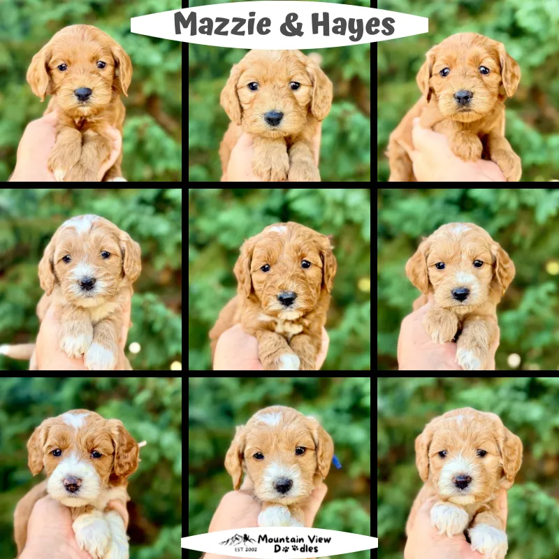 Labradoodle Puppies