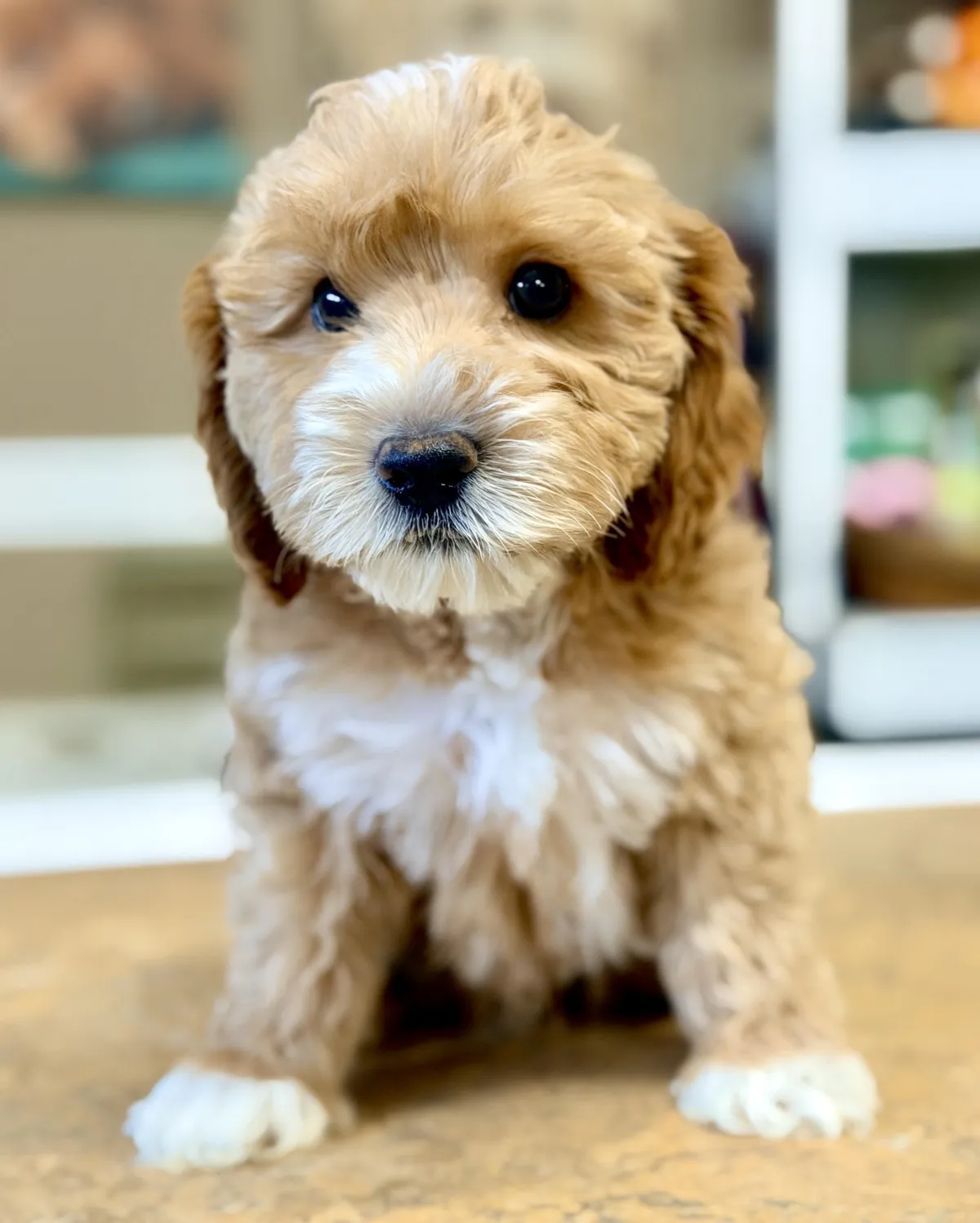 Labradoodle Puppies