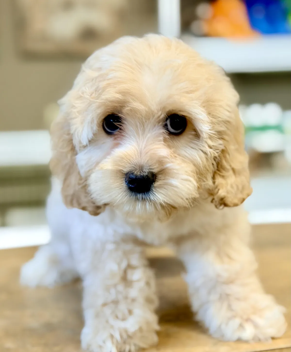 Labradoodle Puppies