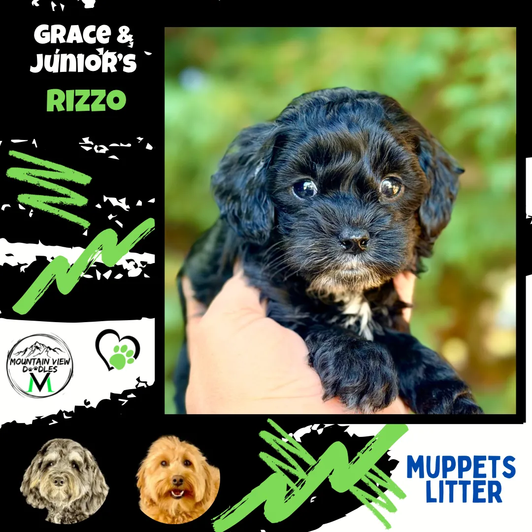 Labradoodle Puppies