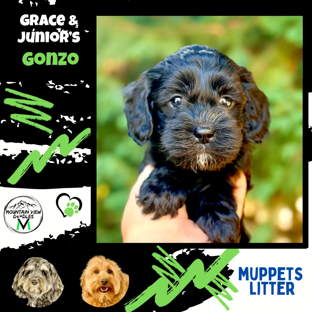 Labradoodle Puppies