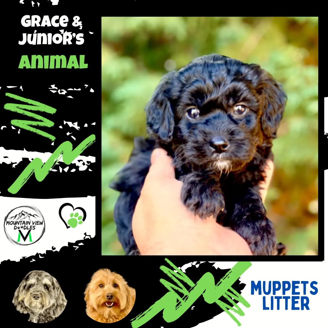 Labradoodle Puppies