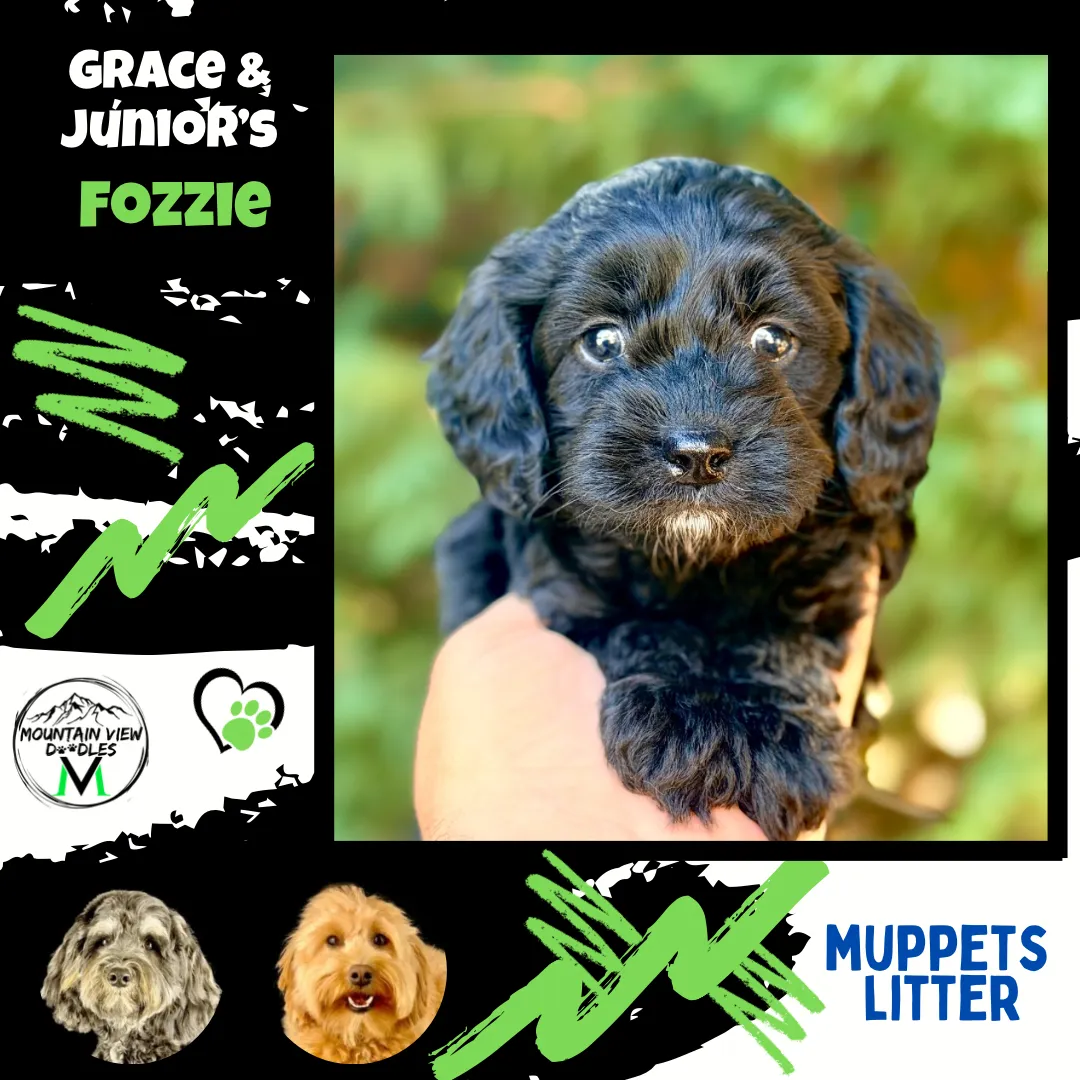 Labradoodle Puppies