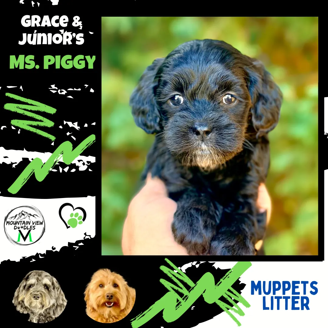Labradoodle Puppies