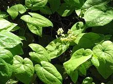 epimedium