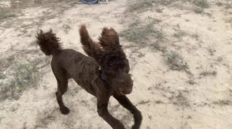 Dog_Training_poodle