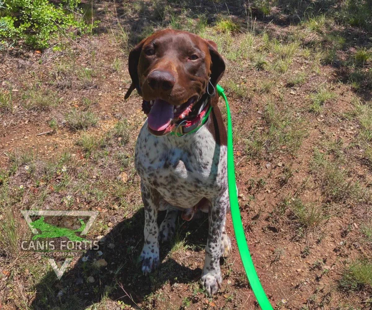 Dog_obedience_Pointer_dog