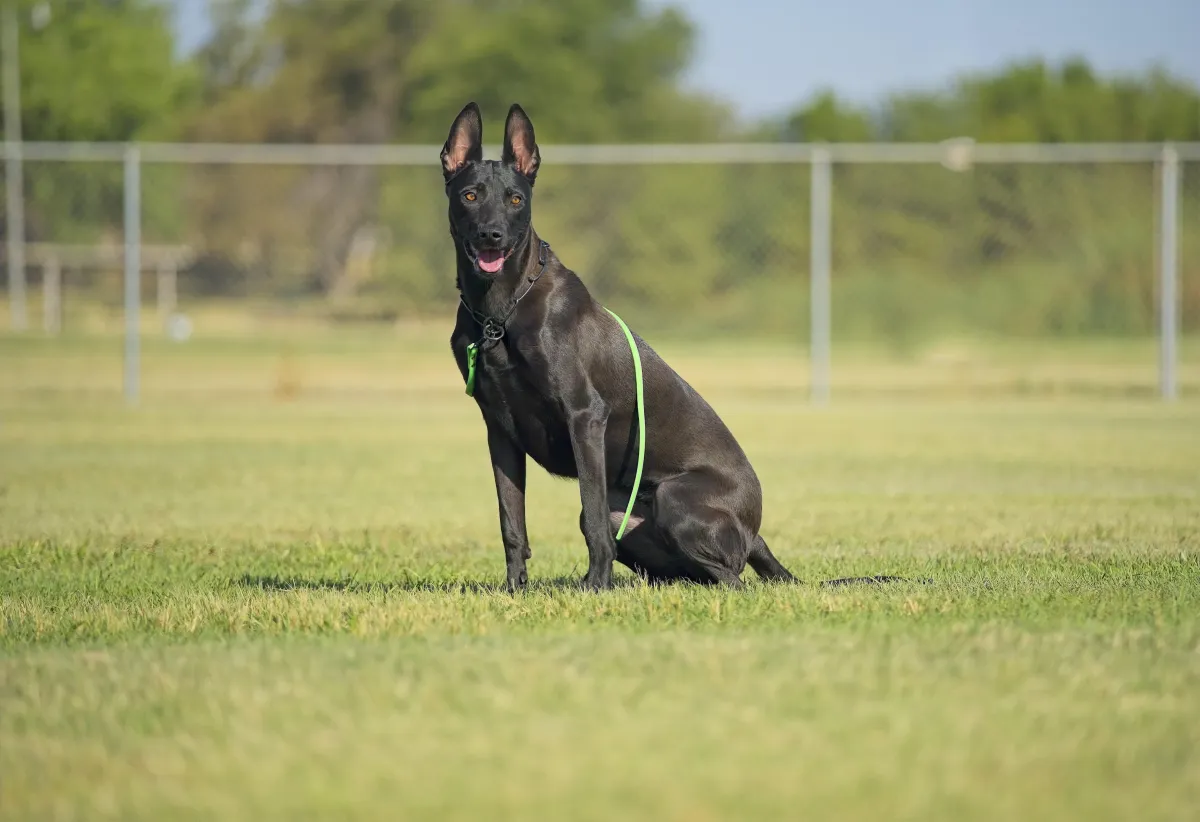 Dog_Training_Sit