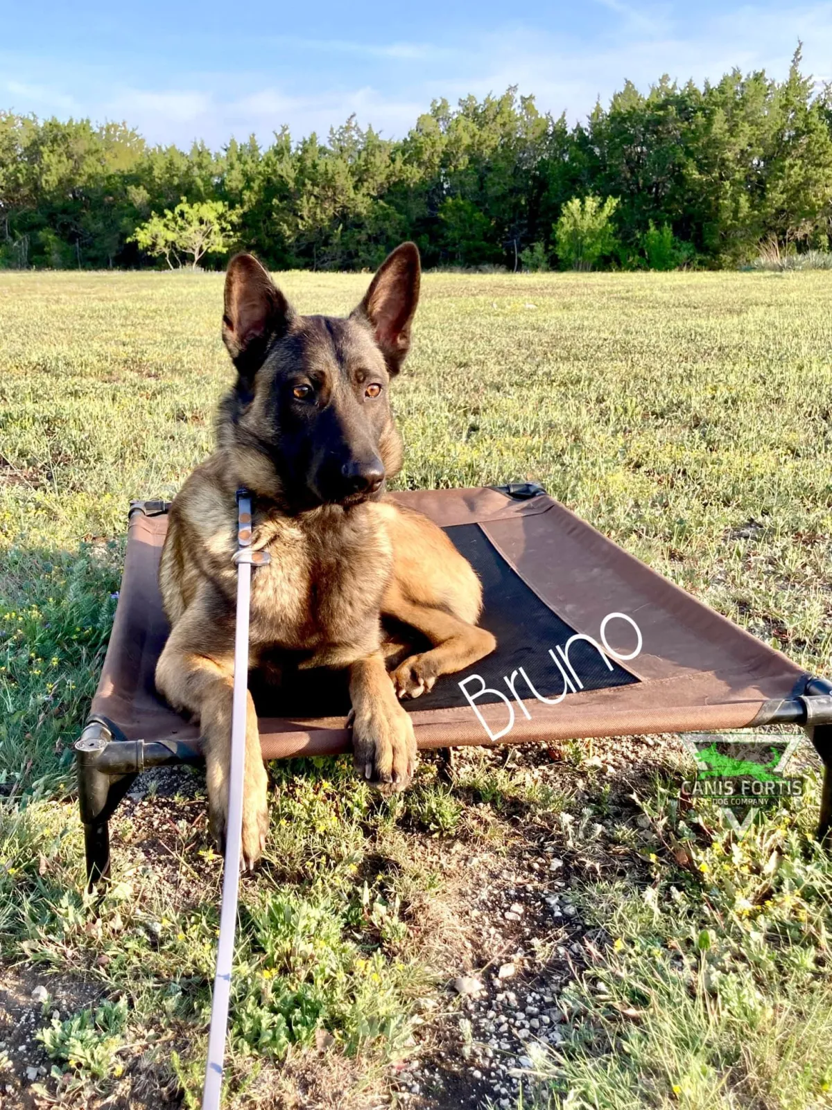 Dog_Training_Shepherd