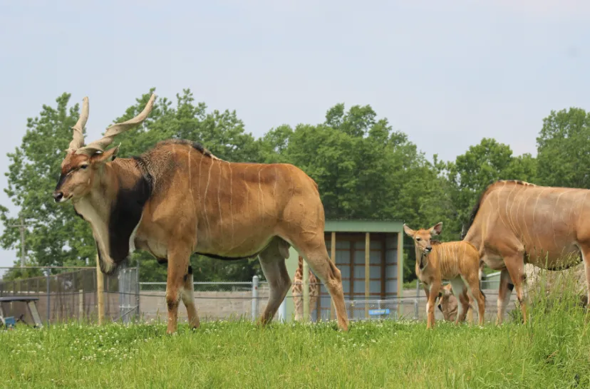 Giant Eland Calf