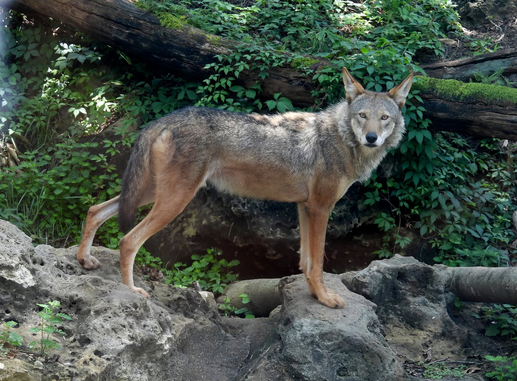 Red wolf