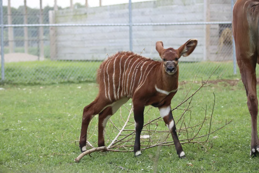 Bongo Calf