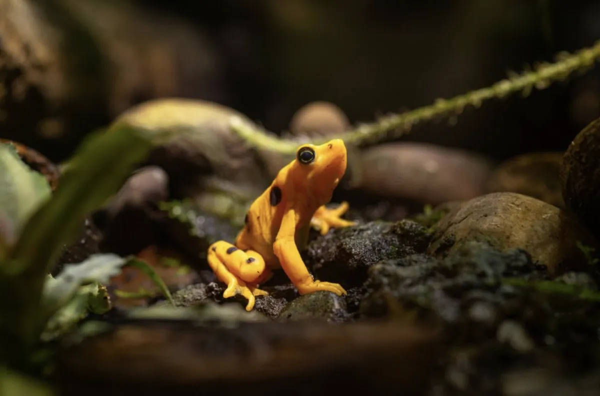 Panamanian Golden Frog