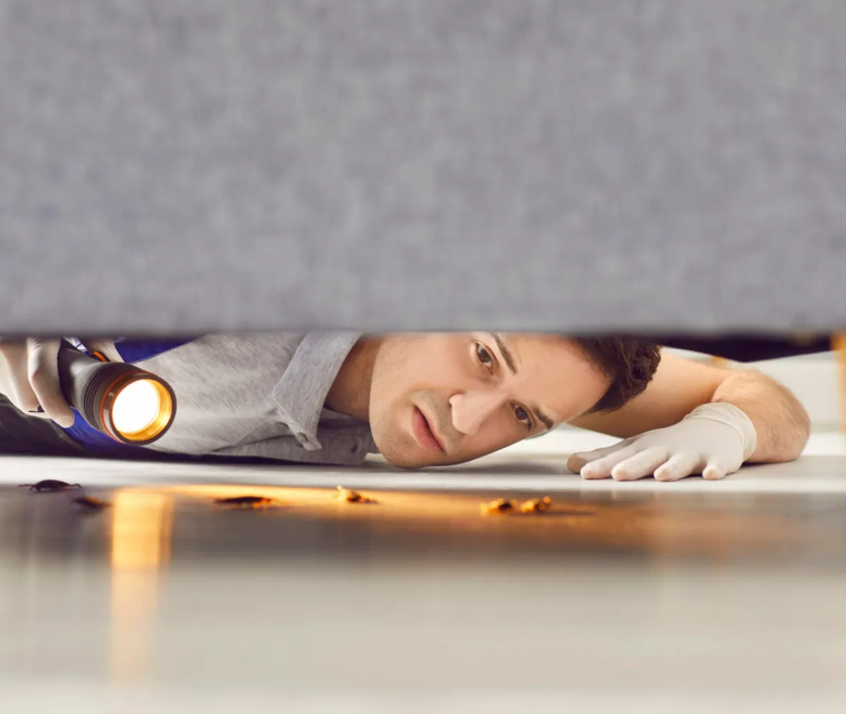 How Weather Changes Impact Pest Activity in Your Area ?