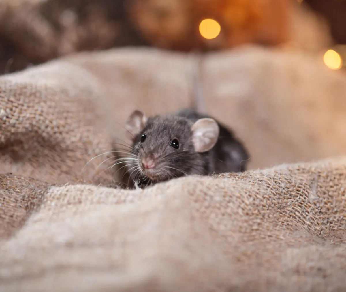 Why Preventive Pest Control Is Better Than Reactive Treatment? 