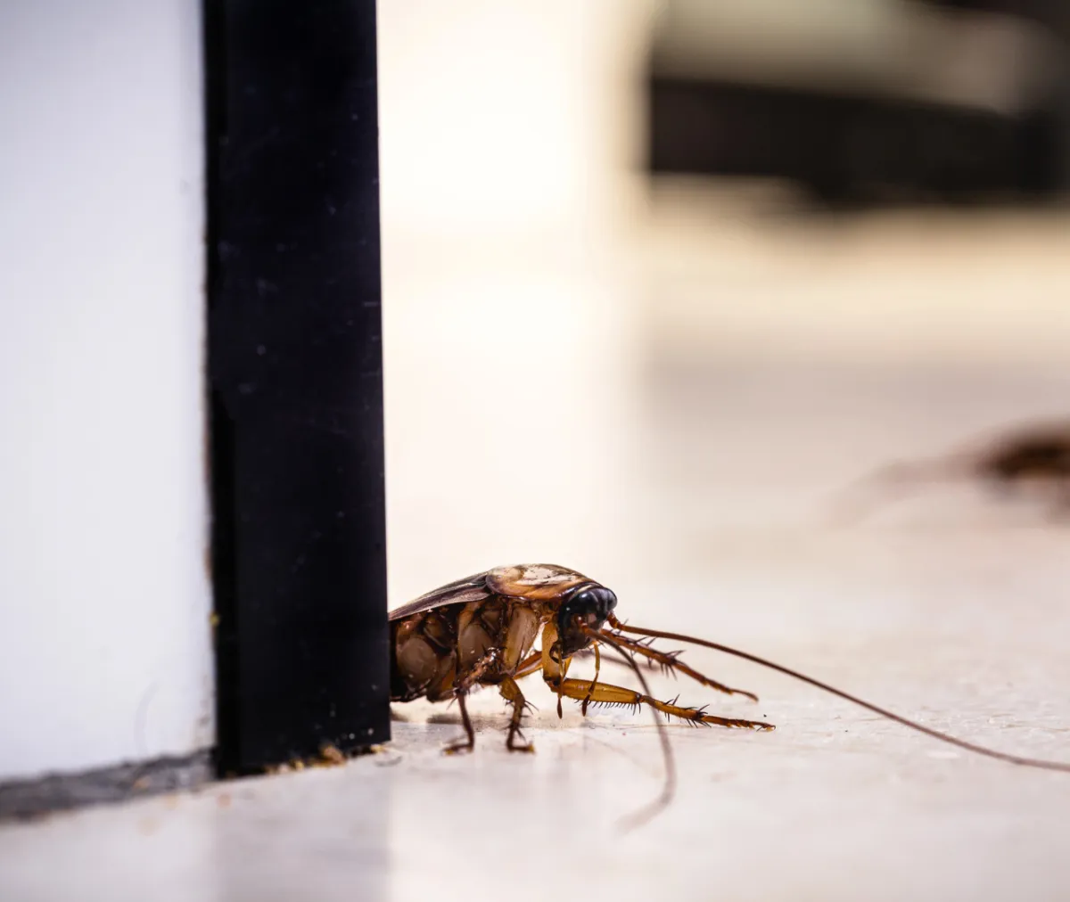 Why Does March Mark the Moment Pests Start Preparing for Spring Before You Notice Them?