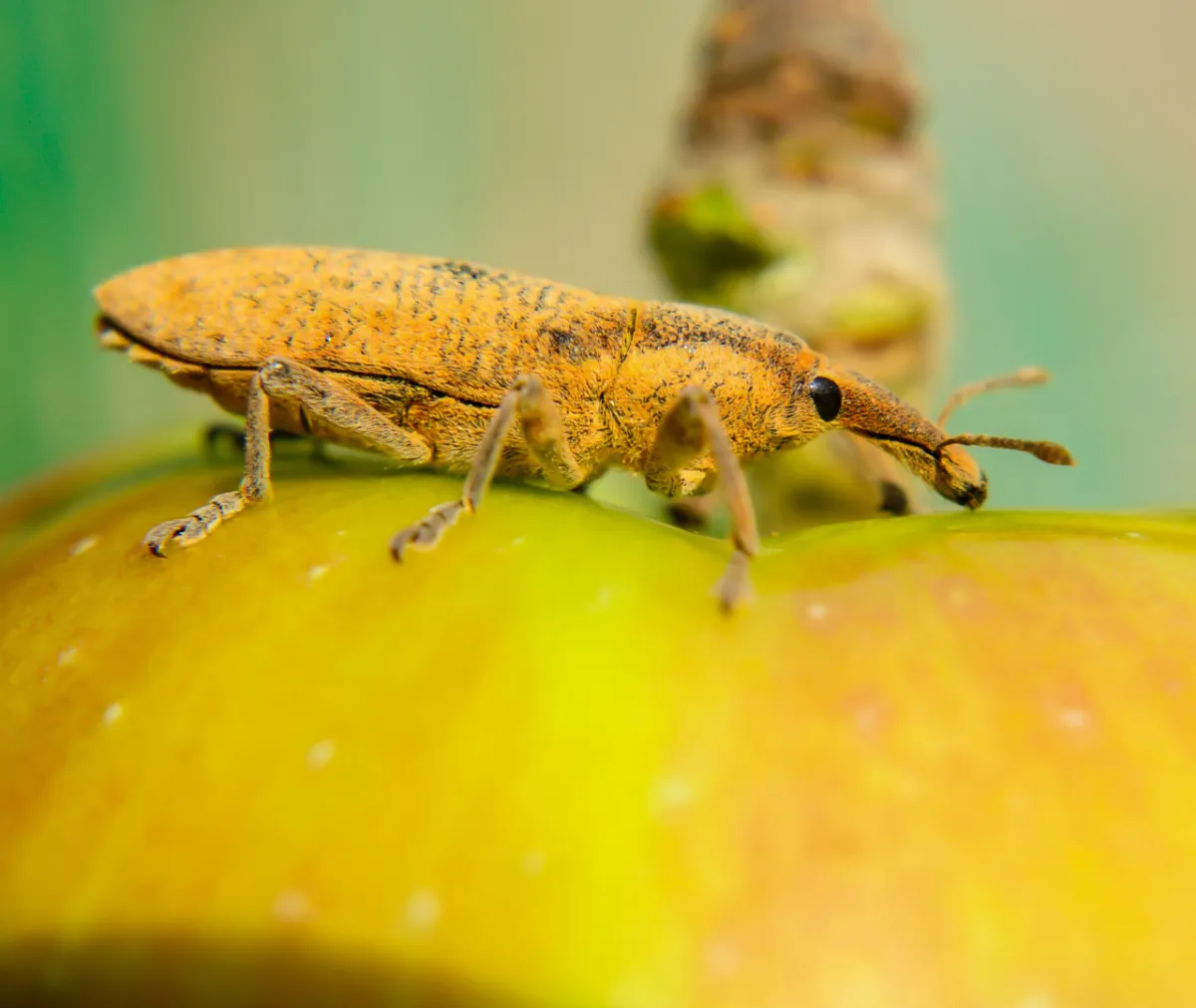 How Do Bed Bugs and Night Pests Disrupt Healthy Sleep?