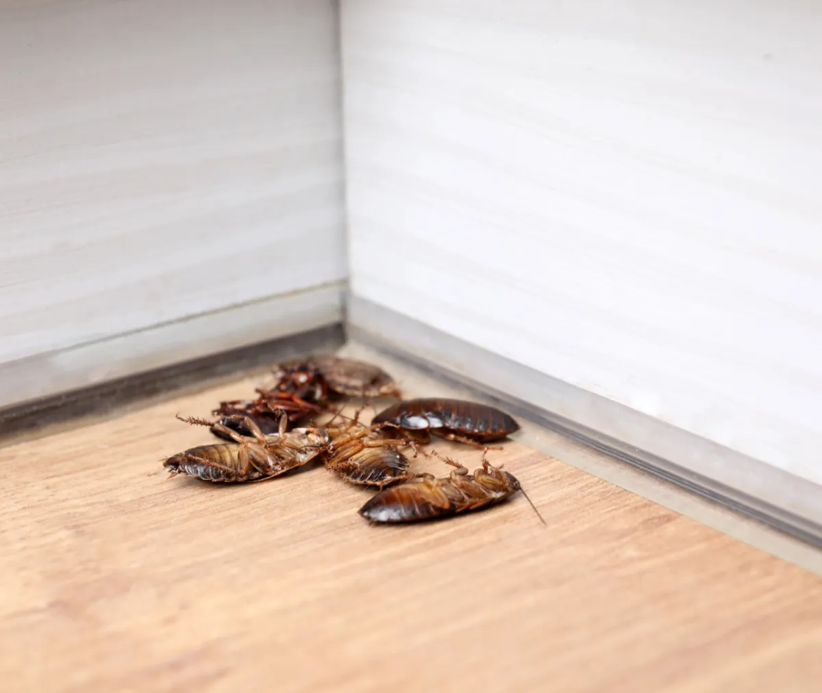 What Safe Pest Control Methods Protect Children and Pets?