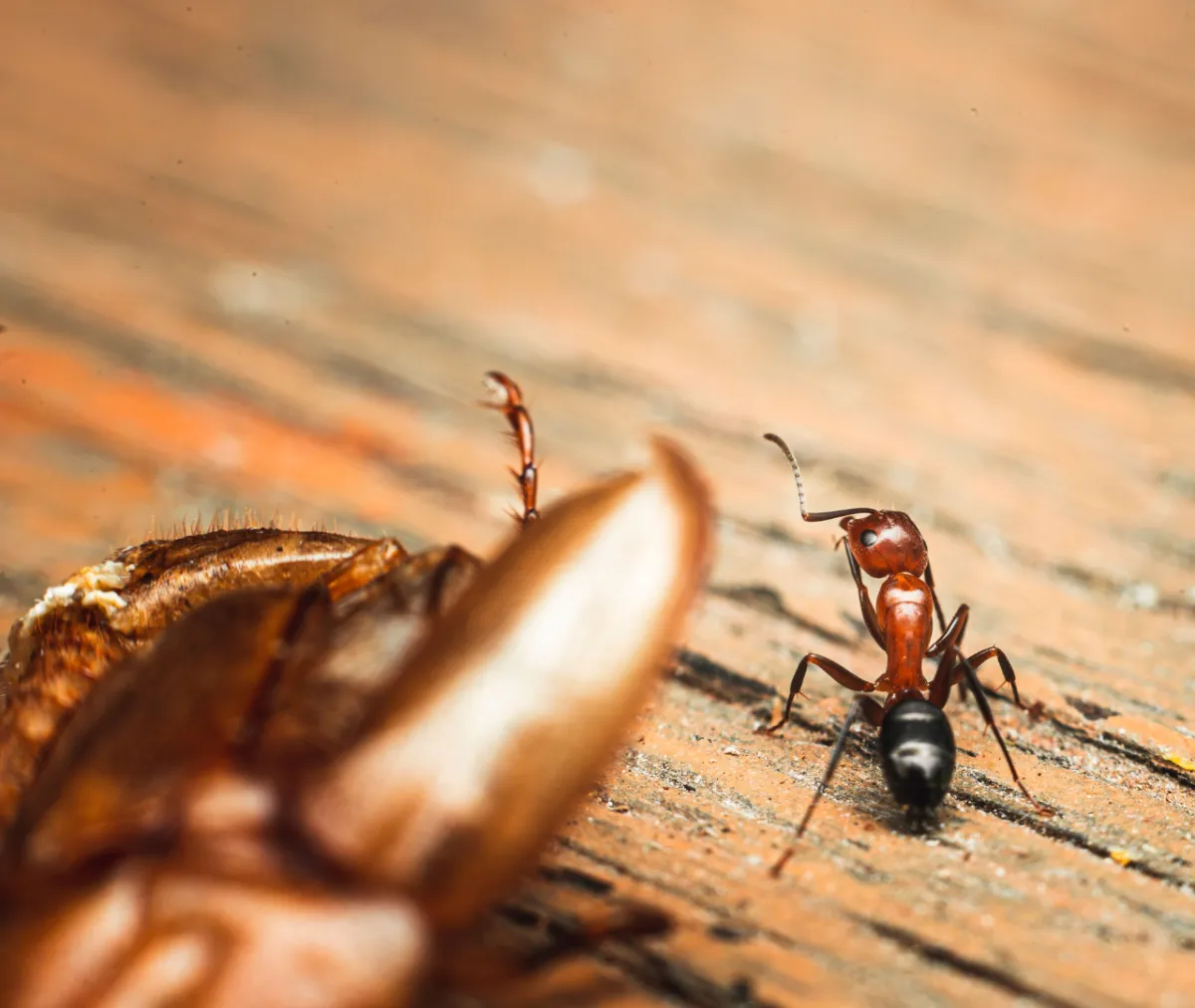 the First Warning Signs of a Pest Infestation