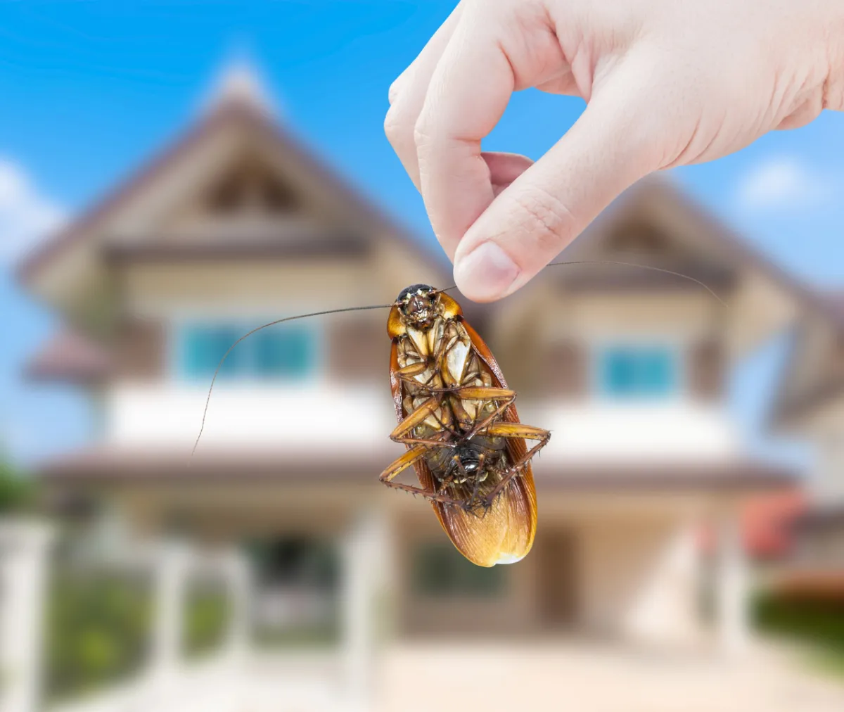 How Do Pests Enter Homes — And What Simple Steps Can Stop Them?