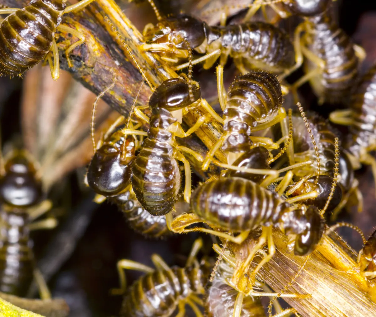 Most Common Household Pests