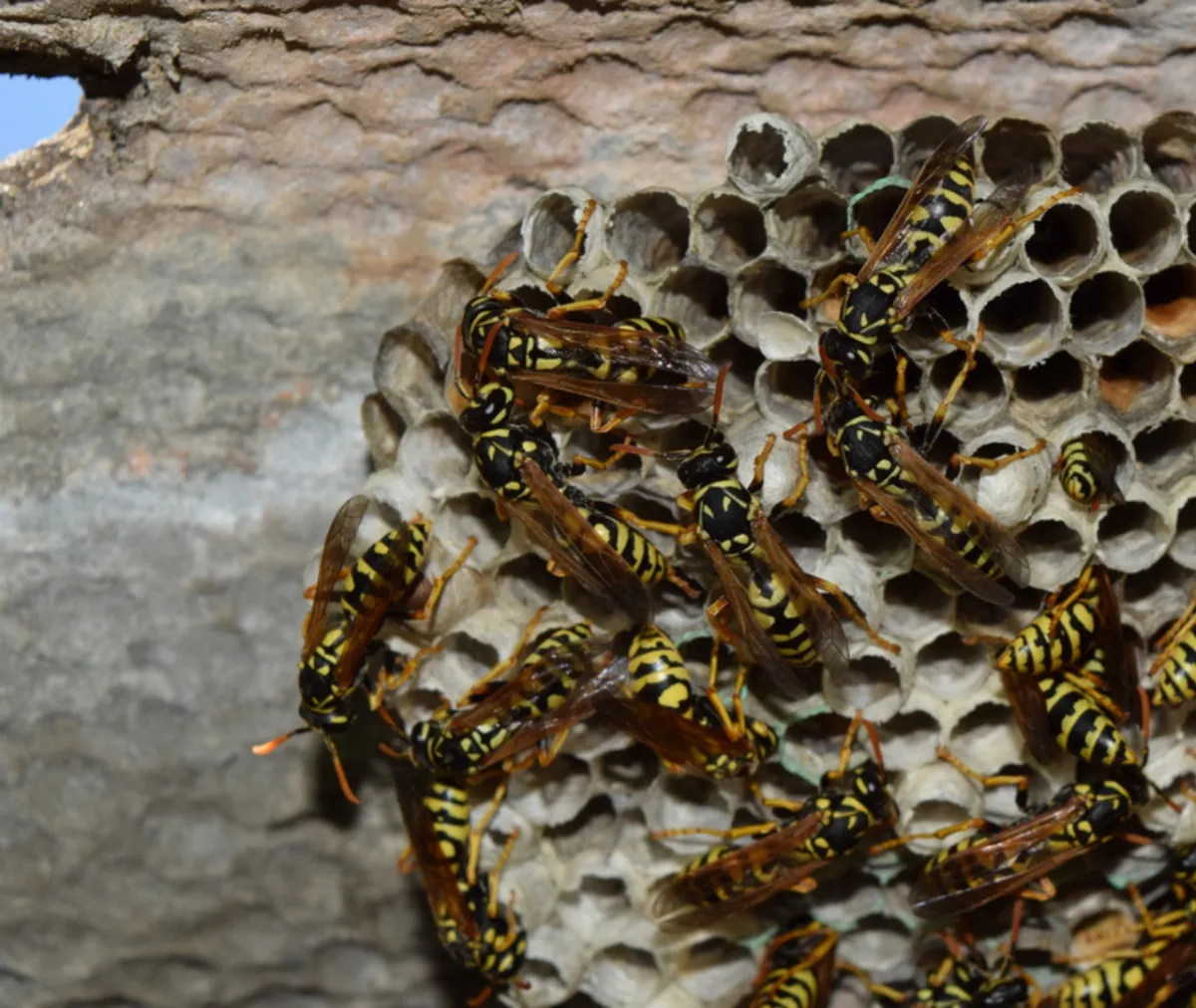 Act Now Before Wasps and Bees Start Building Nests