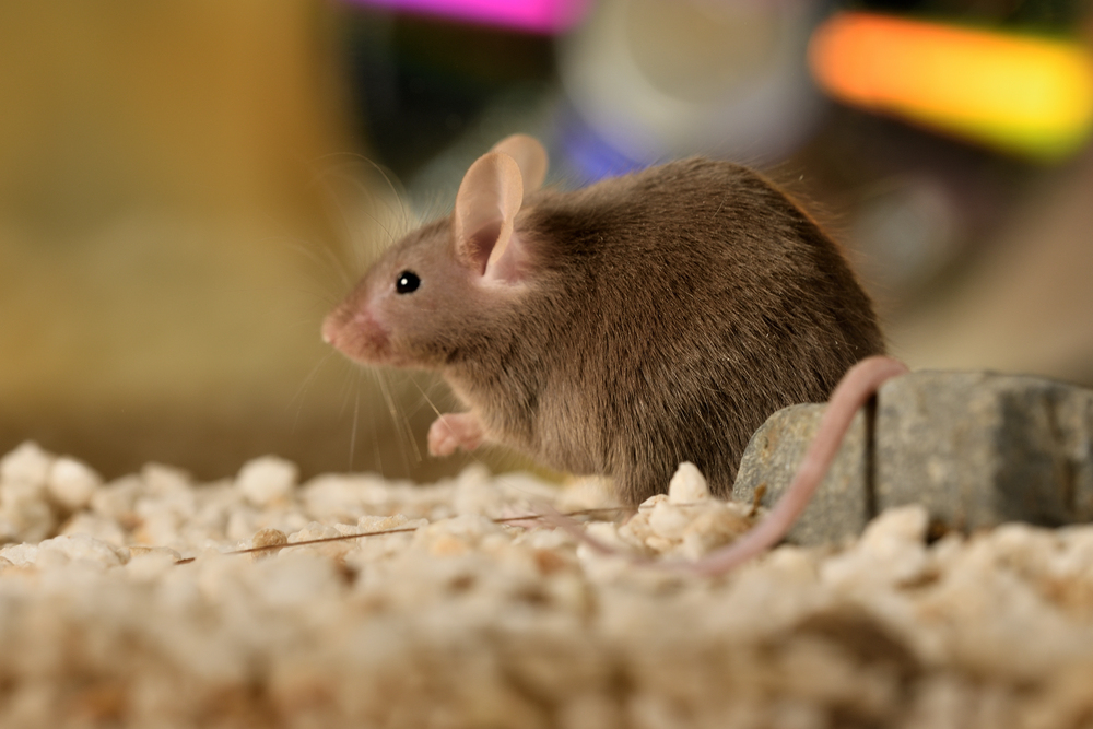 mice and cockroaches become more active during heat session