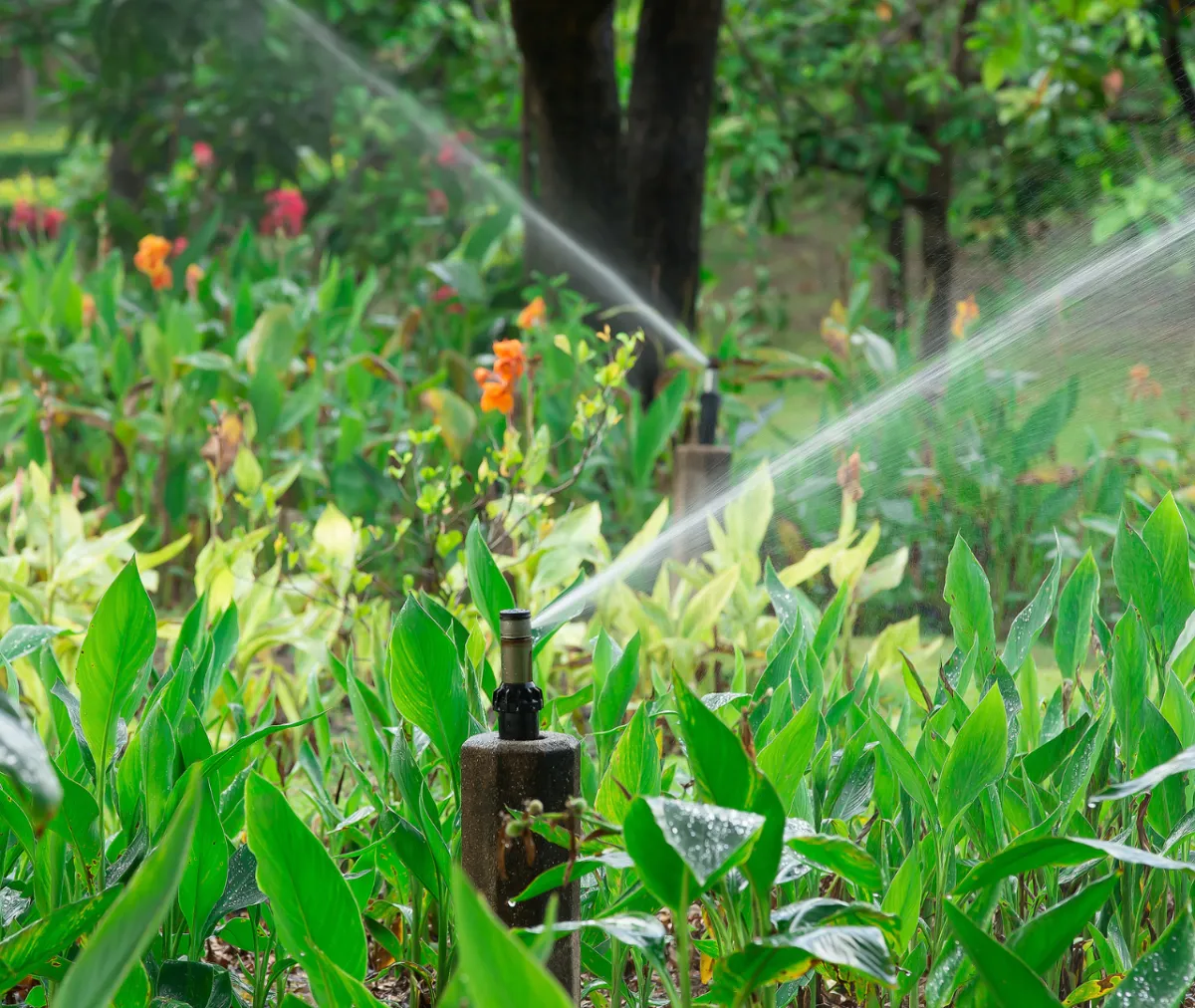 How can you reduce food and water sources to stop pests in summer ?