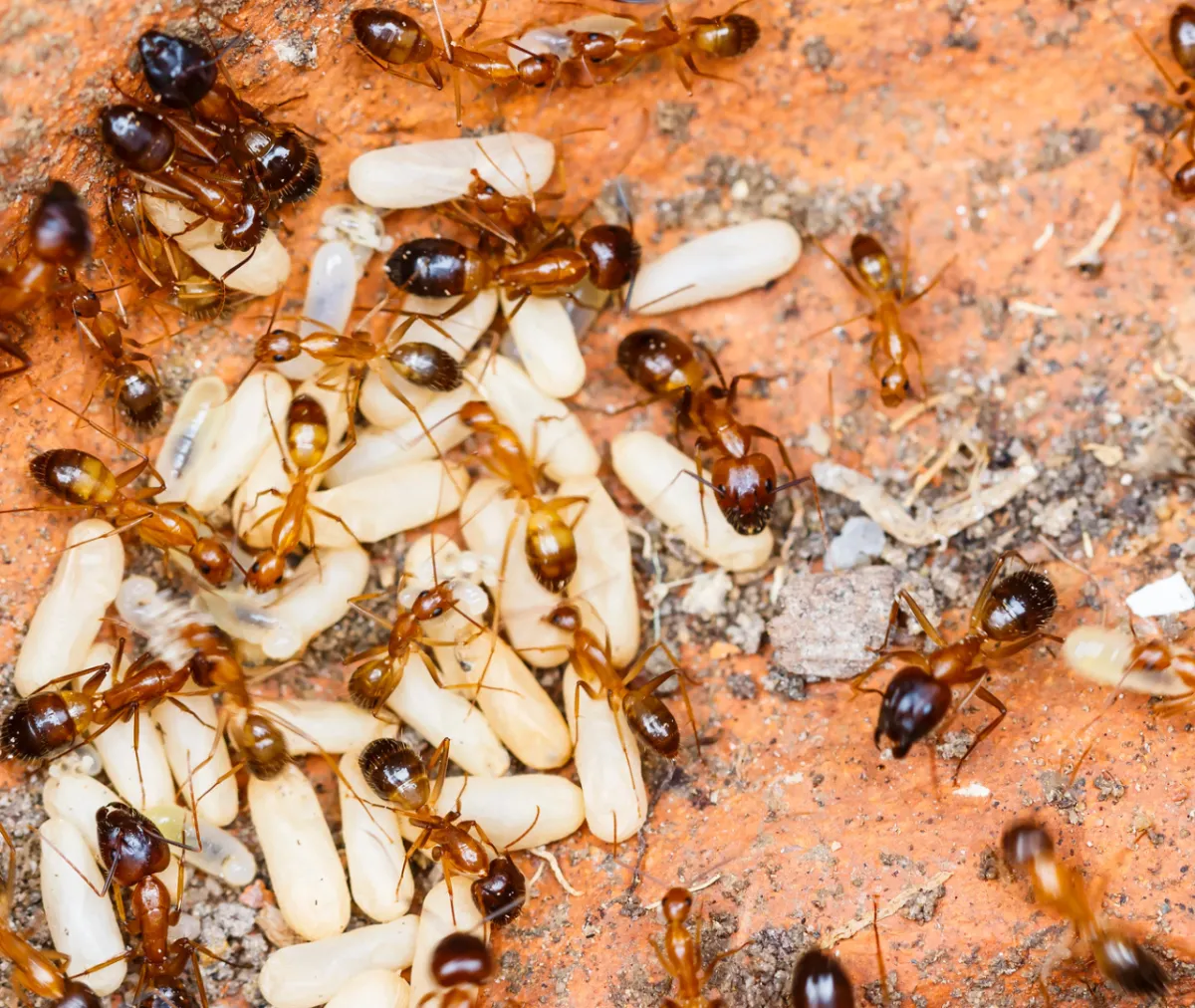 What If One Small Fix Could Stop Ants and Termites?