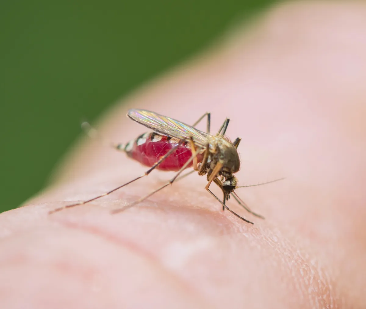 How Can Homeowners Prevent Mosquito Problems During Summer?