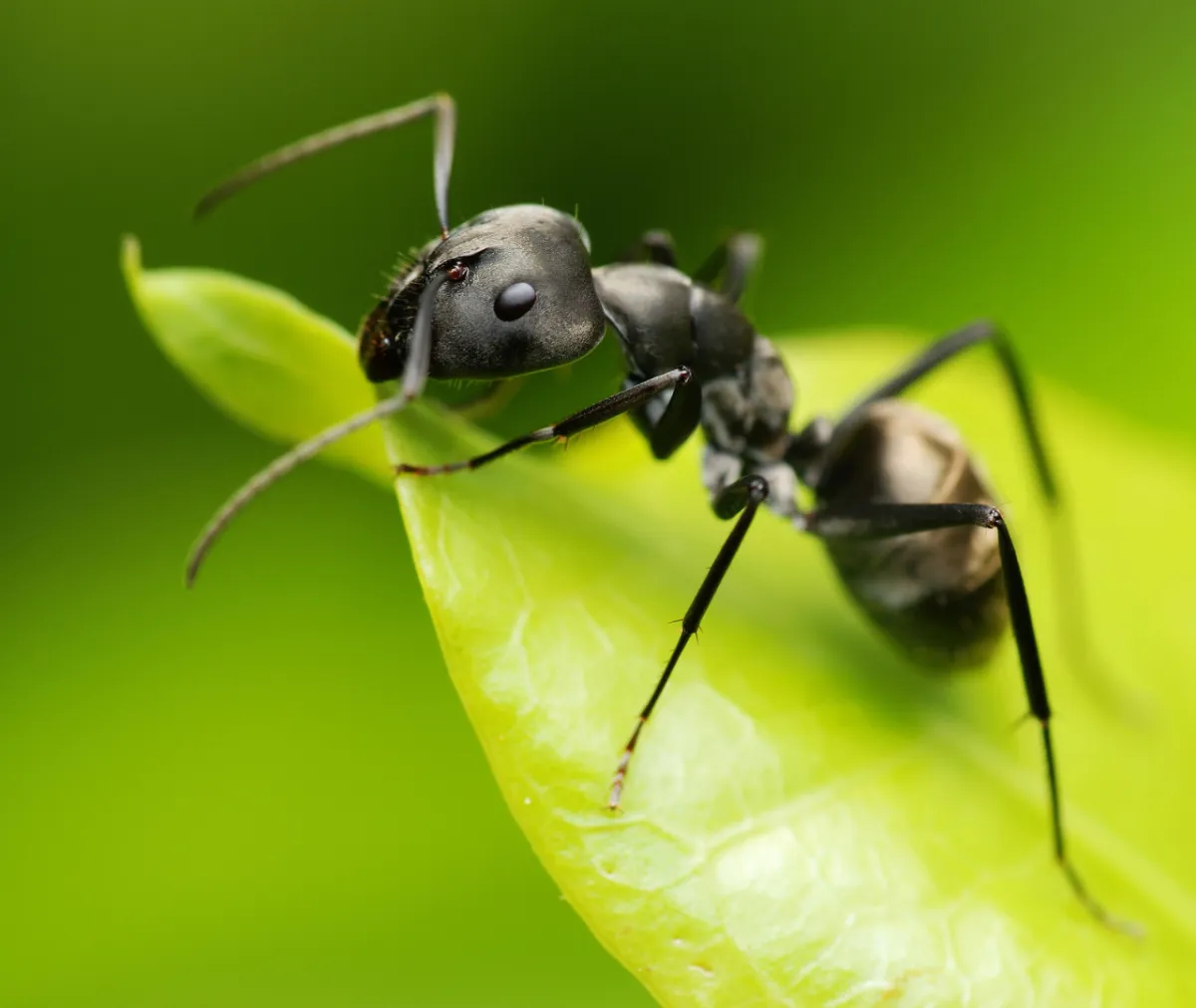 Why Do Ant Infestations Increase During in season and prevention ?