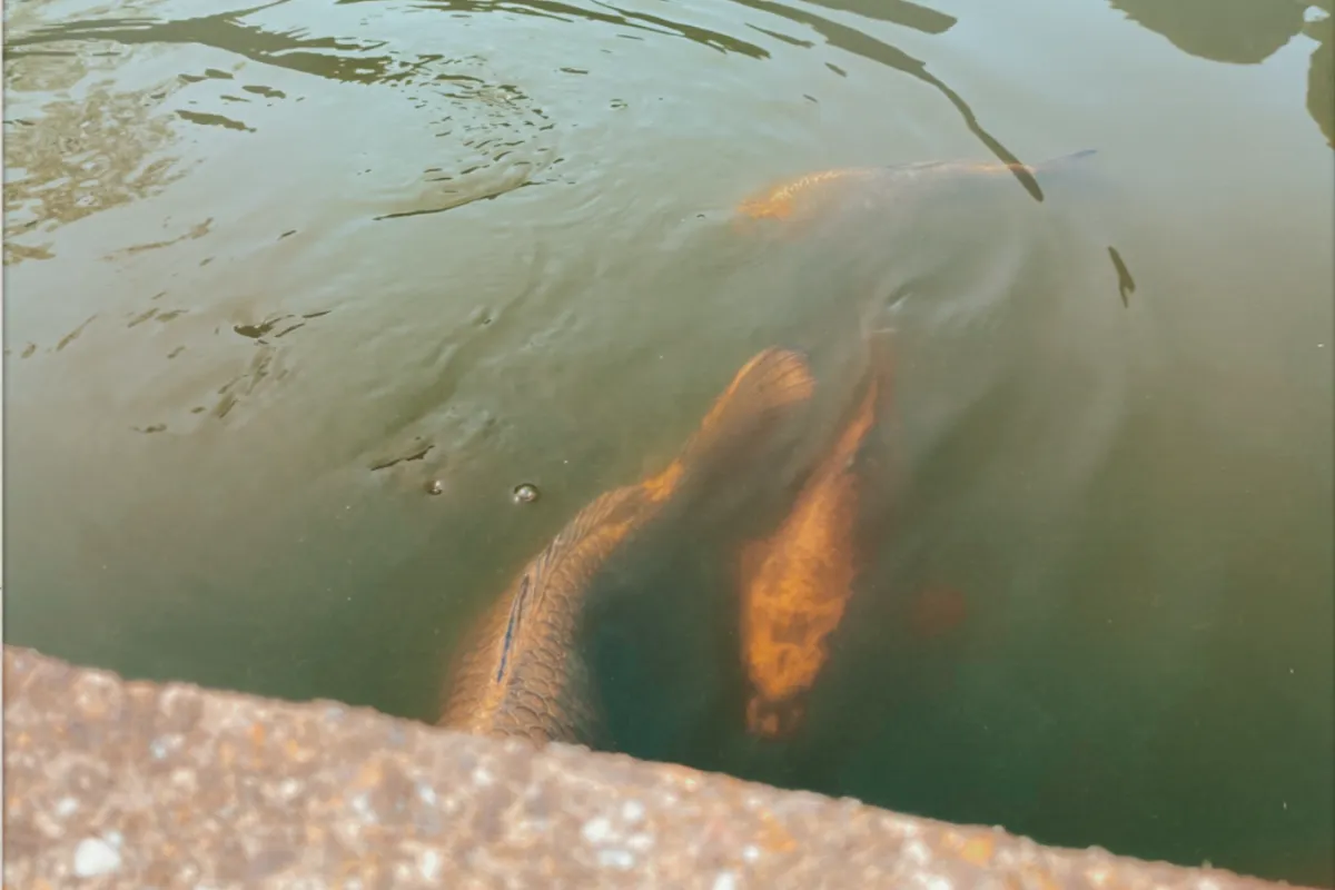 Vervine is a radio show hosted by Harry Towell