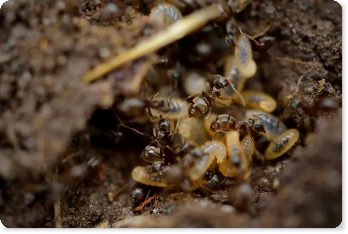 Termite inspection and treatment NYC