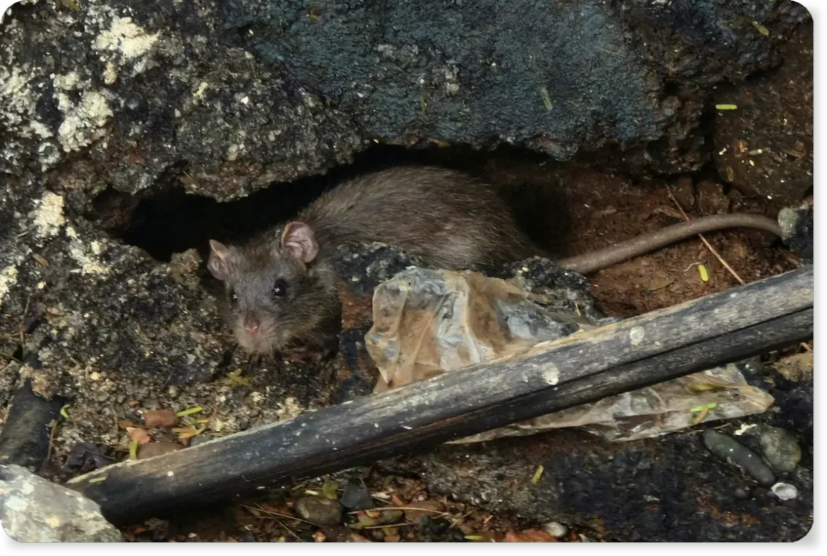 Rodent control service in New York City