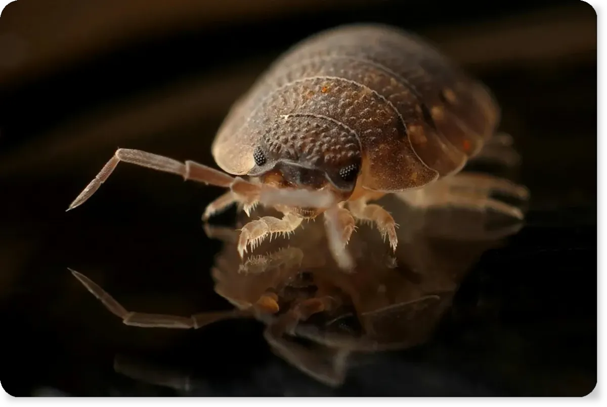 Bed bug treatment service in New York City