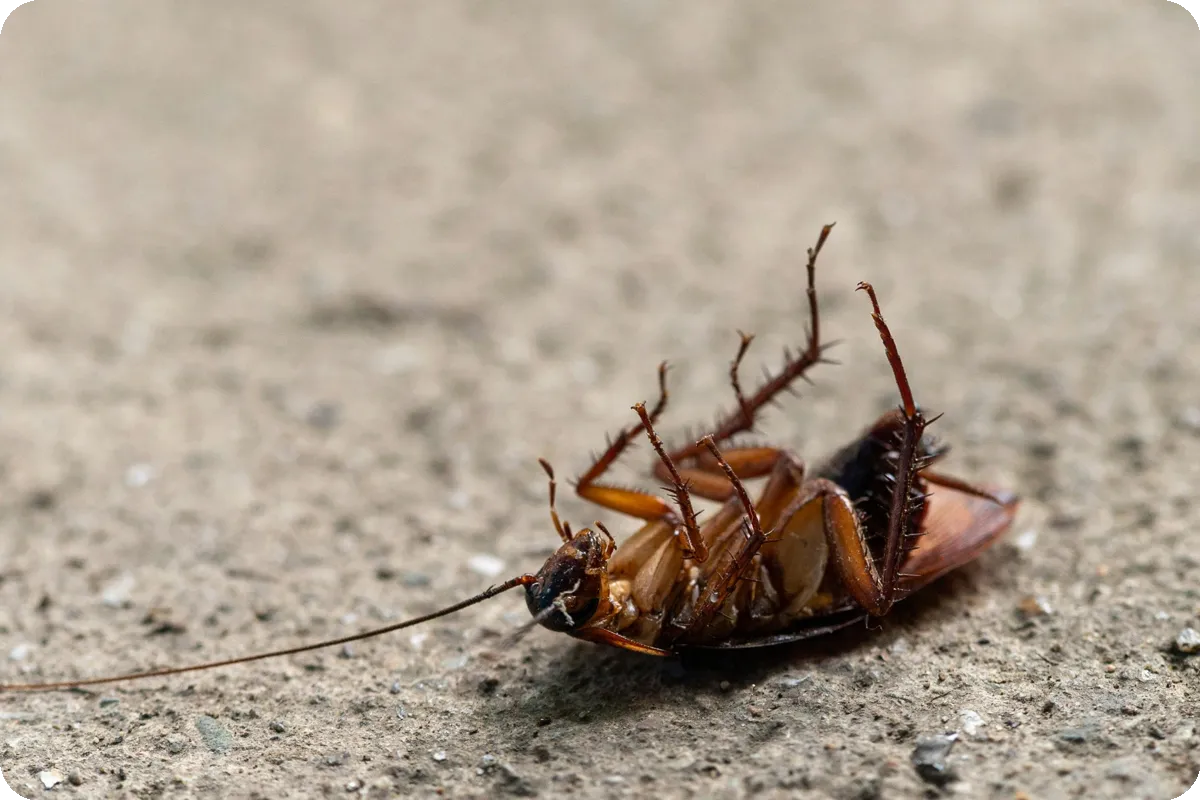 Cockroach extermination in New York City