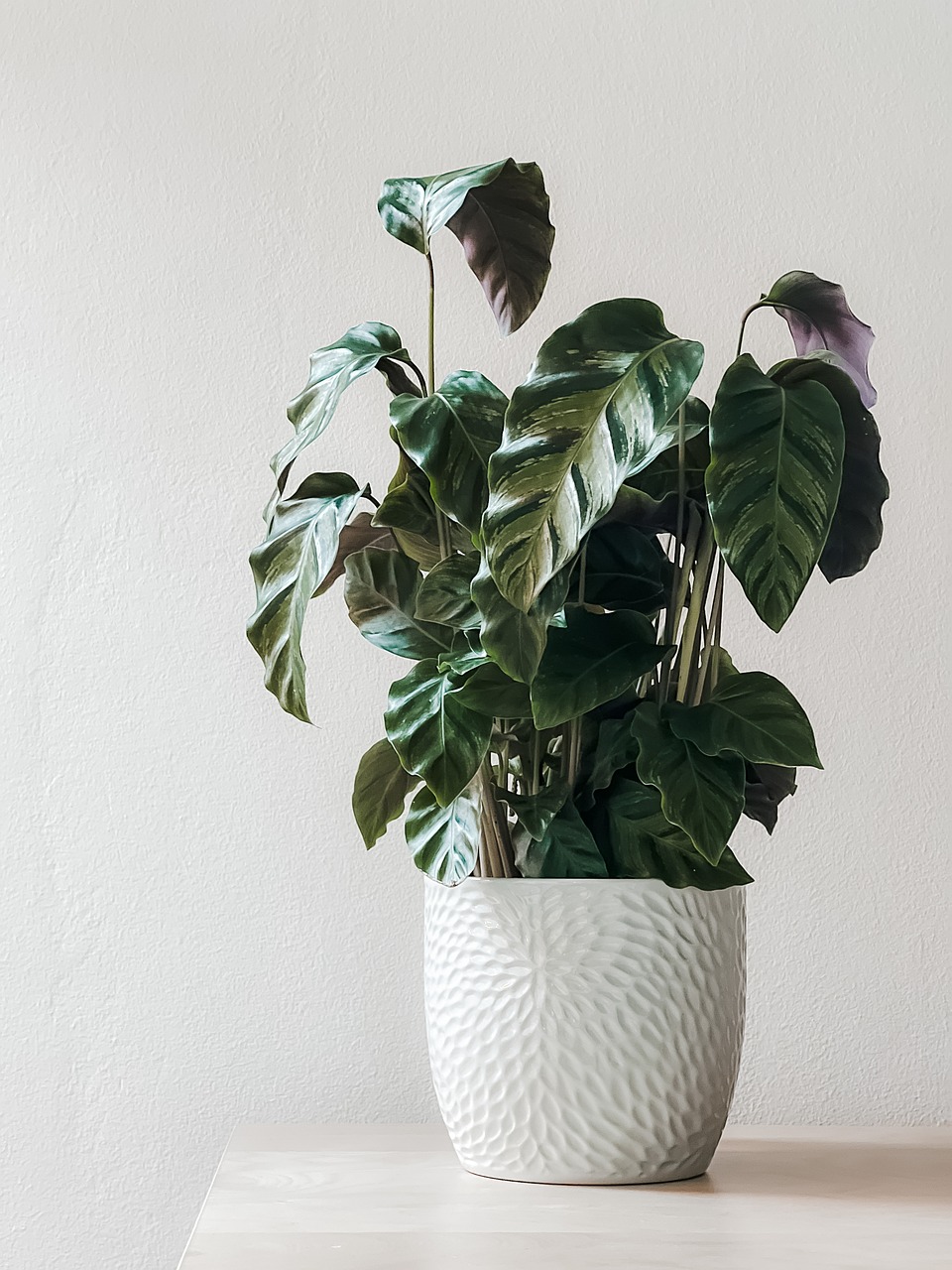 picture of a potted clean plant