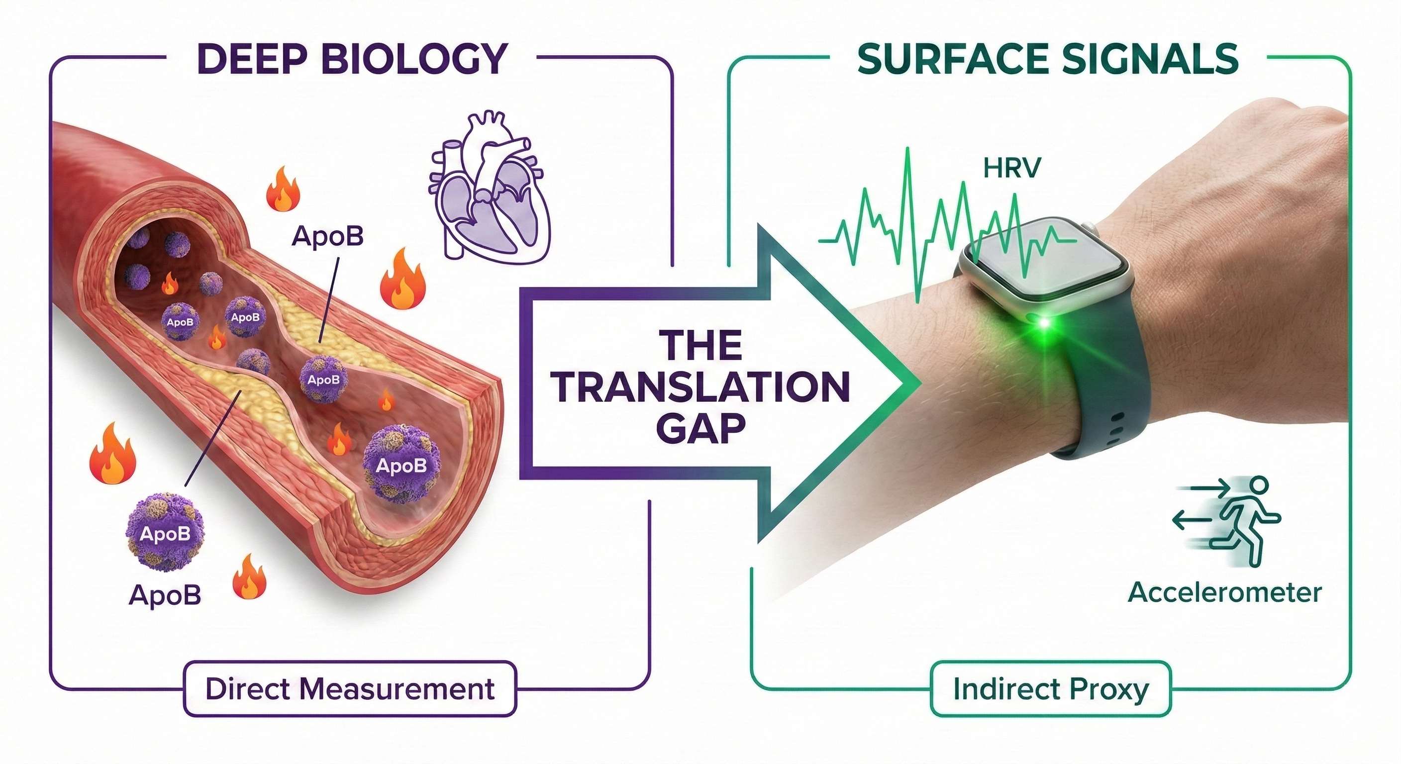 Diagram showing the gap between surface health signals and deeper biological processes.