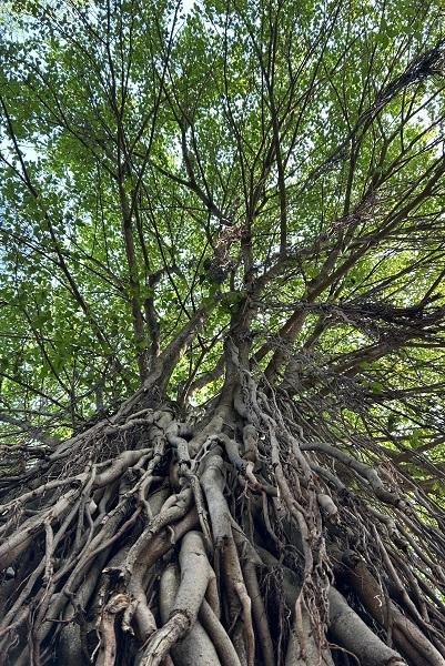 פורים של עונג