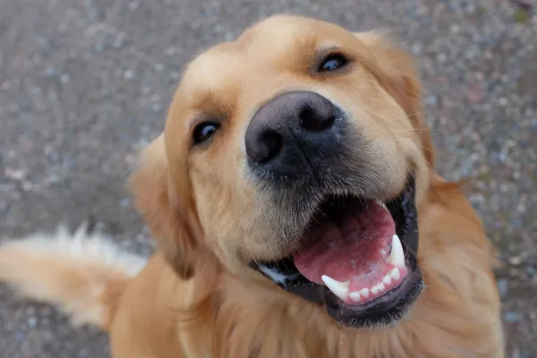 3 Stimulation Toys Your Dog Will Love