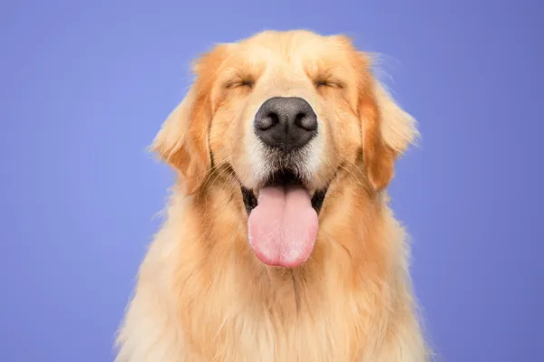 3 Simple Ways to Boost Your Golden Retriever’s Health