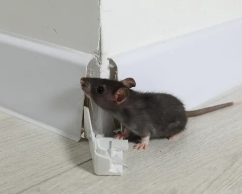 Rodent Control in Churchville