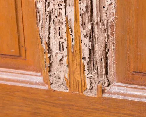 Termite Damage Repair in Churchville