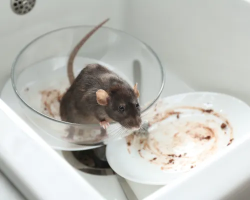  General Pest Control