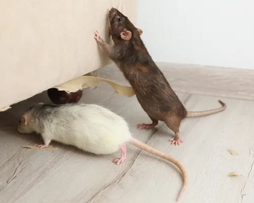  General Pest Control
