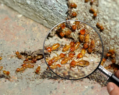  General Pest Control