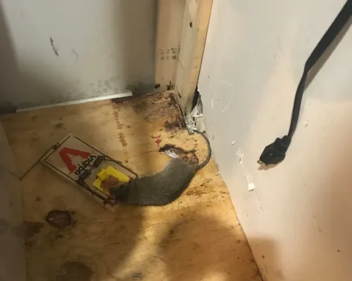 Rodent Control