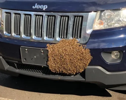 Insect Pest Control Churchville